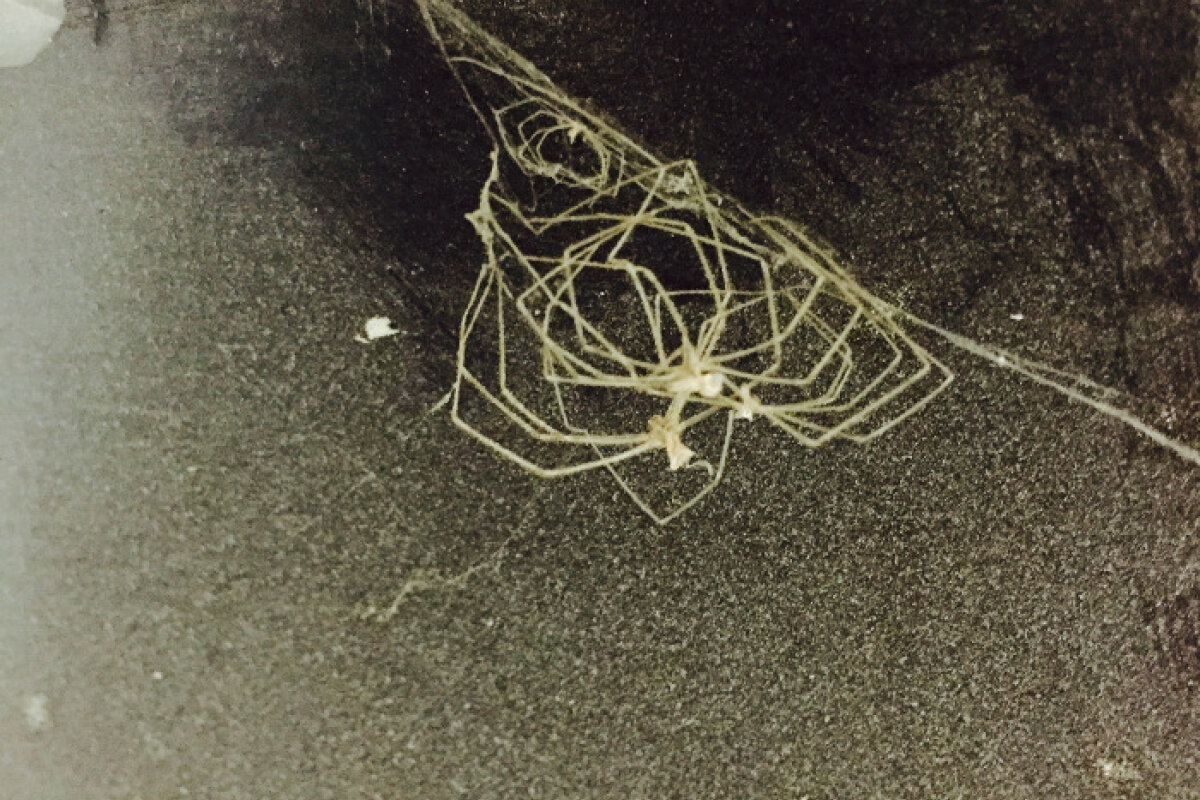 Aleš Čermák, A Performative Language